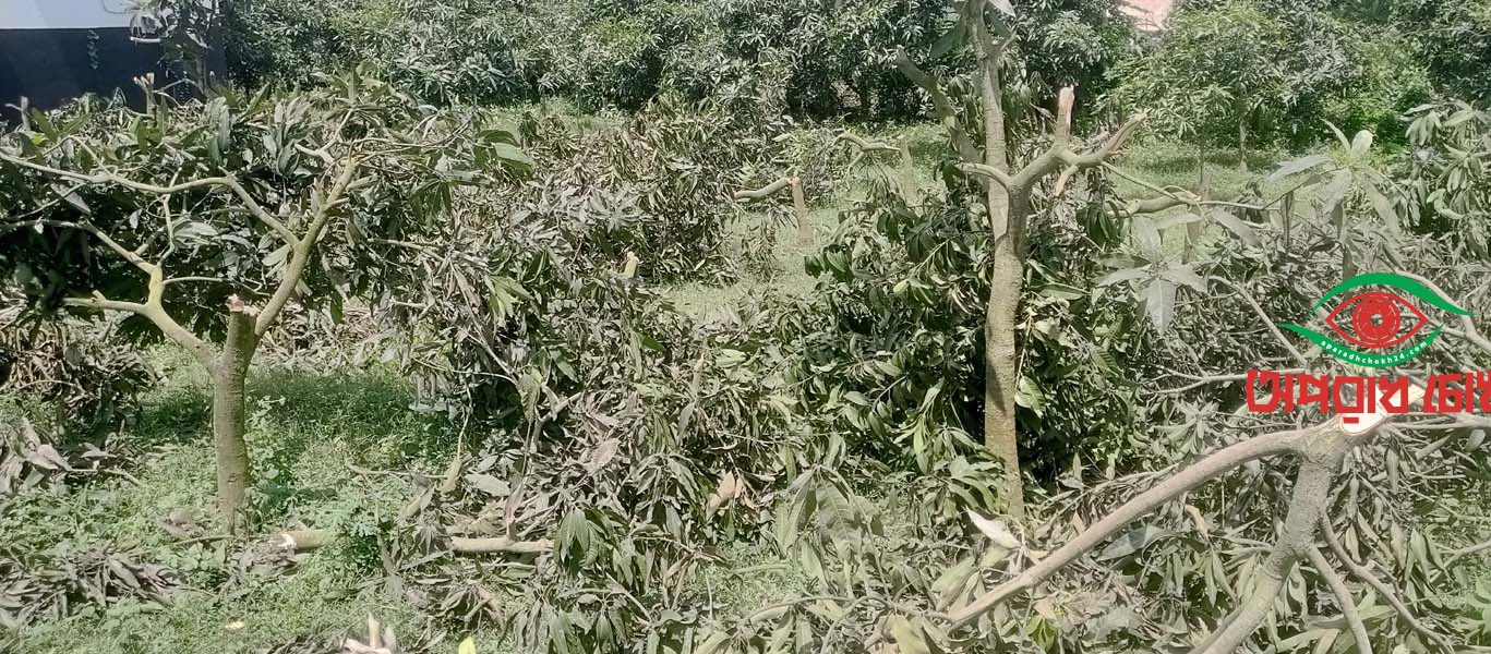 সাপাহারে ফলন্ত আম গাছ কেটে ফেলার অভিযোগ
