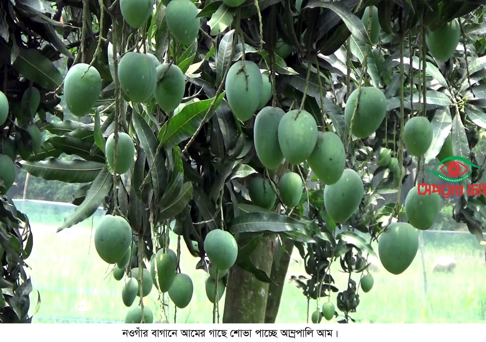 দেশে প্রথম“ম্যাংগো ফেস্টিভ্যাল” হচ্ছে আমের বাণিজ্যিক রাজধানী সাপাহারে