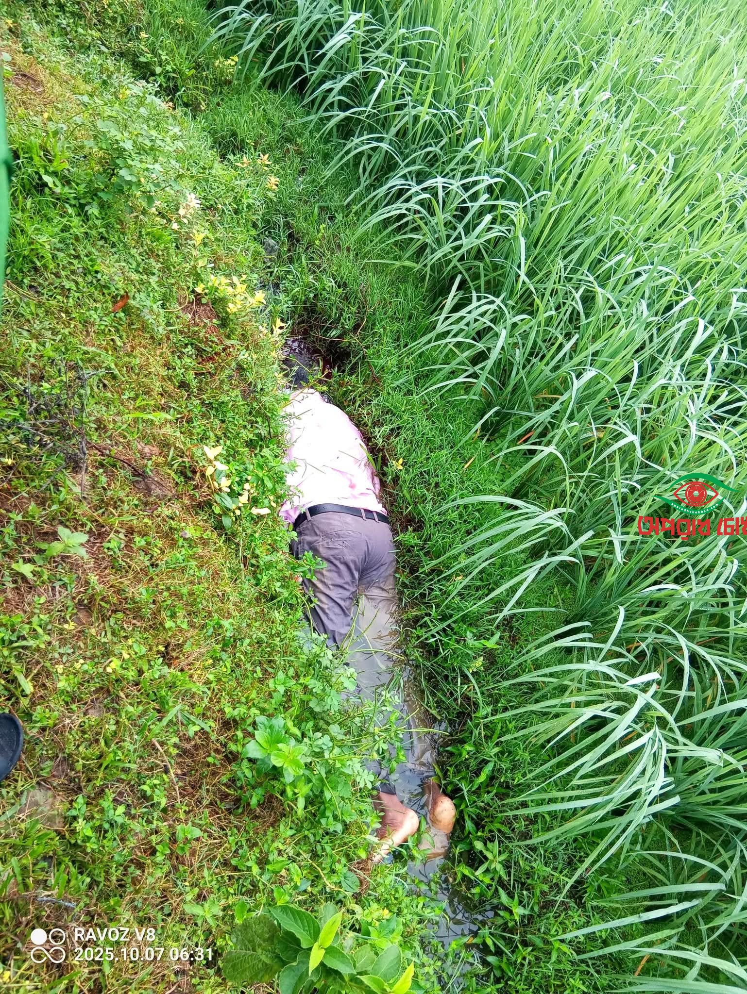 ধানক্ষেতে যুবকের লাশ