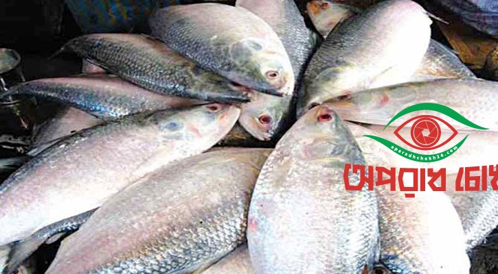 ইলিশ রপ্তানির অনুমোদন পেল ৩৭ প্রতিষ্ঠান