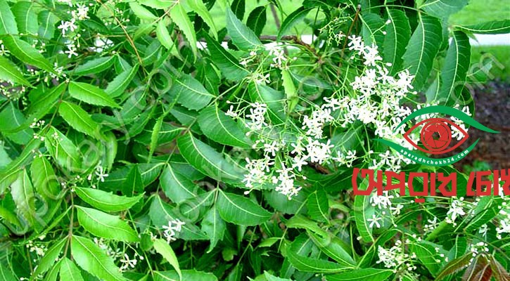 ত্বক-চুলের যত্নে নিমপাতা