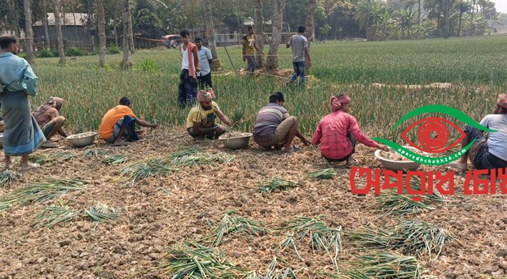 লোকসানে আগাম পেঁয়াজ বিক্রি করছেন কৃষক